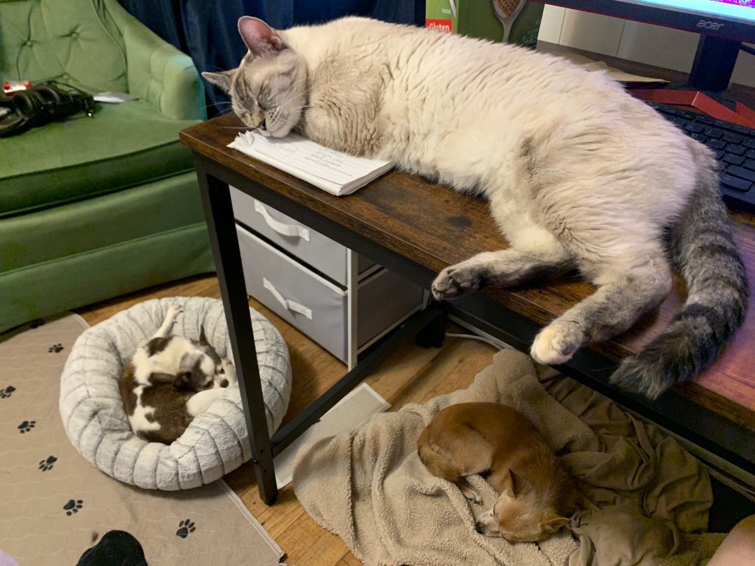 Living with Feline Leukemia Virus (FeLV) Ferndale Cat Shelter