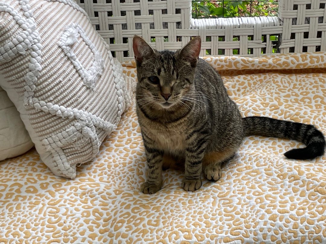 Living With Feline Leukemia Virus Felv Ferndale Cat Shelter Living With Feline Leukemia Virus Felv Ferndale Cat Shelter